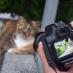 【カルチャーショック】台湾・猫村 猫がたくさんいる「猫の楽園」近年人気急上昇中？！！ アクセス方法なども紹介！